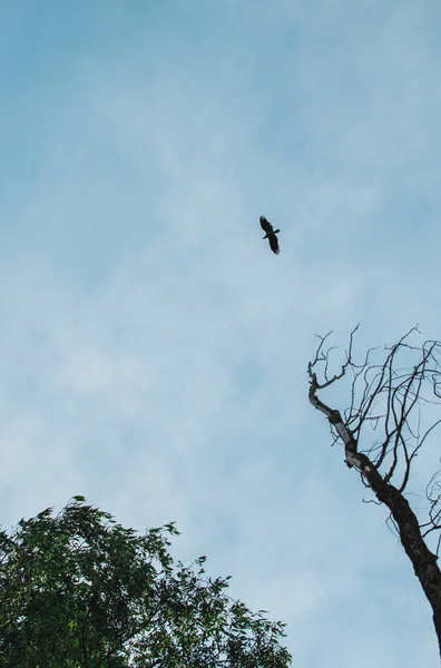 Ein Tiefflug Eines Falken Der Hoch Den Himmel Fliegt — Stockfoto