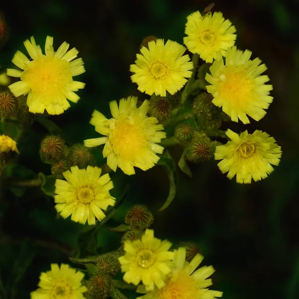 Piękne Żółte Kwiaty Wspólne Andryala Kwitnące Ogrodzie — Zdjęcie stockowe