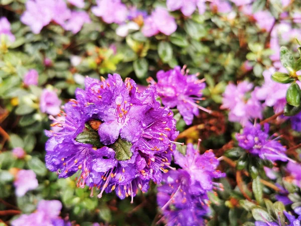 Eine Nahaufnahme Von Schönen Blumen — Stockfoto