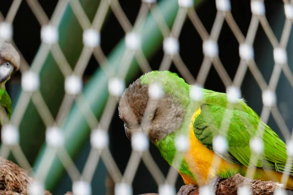 Primer Plano Loro Senegal Una Percha Una Jaula —  Fotos de Stock