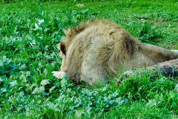 Een Mannelijke Leeuw Die Slaapt Rust Het Gras — Stockfoto