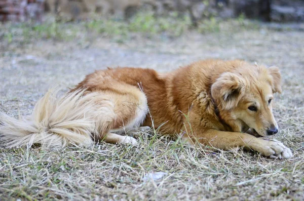 美しいバスクの羊飼いの犬が地面に眠っています — ストック写真