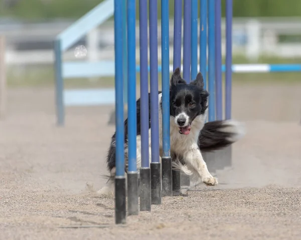 Border Collie Fare Slalom Sul Corso Agilità Cane — Foto Stock