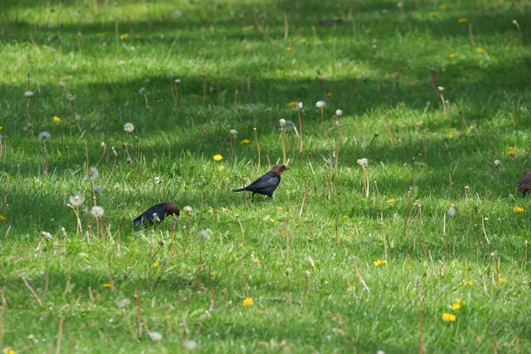 Closeup Brown Headed Cowbirds Field Covered Greenery Dandelions Sunlight — Stock Photo, Image