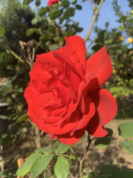 Ένα Κάθετο Κοντινό Πλάνο Ενός Ζωηρού Κόκκινου Κήπου Θολό Φόντο — Φωτογραφία Αρχείου