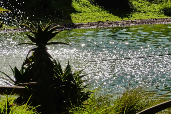 Una Hermosa Vista Lago Con Reflejo Luz Del Sol — Foto de Stock