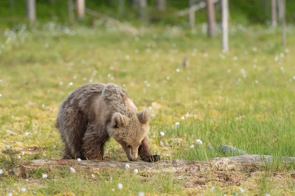 Молодой Бурый Медведь Ursus Arctos Нюхает Упавший Ствол Дерева — стоковое фото