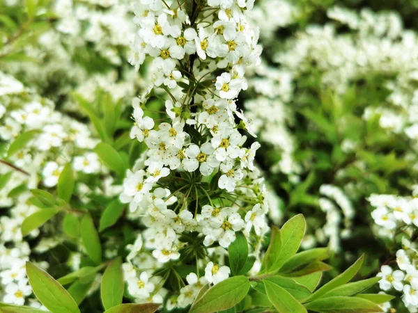 Een Close Shot Van Witte Sneeuwheuvel Bloemen Met Groene Bladeren — Stockfoto