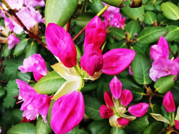 Güzel Çiçeklerin Yakın Plan Çekimi — Stok fotoğraf