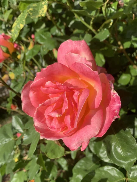 Вертикальний Крупним Планом Знімок Яскраво Рожевого Саду Троянди Оточенні Невеликих — стокове фото