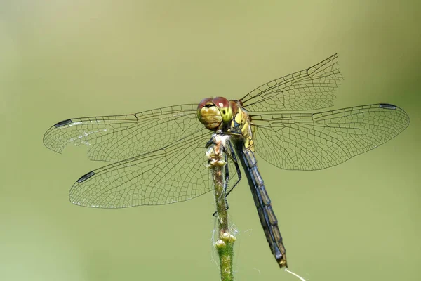 Darter Vagrante Sympetrum Vulgatum Com Asas Quebradas Descansando Sobre Vegetação — Fotografia de Stock