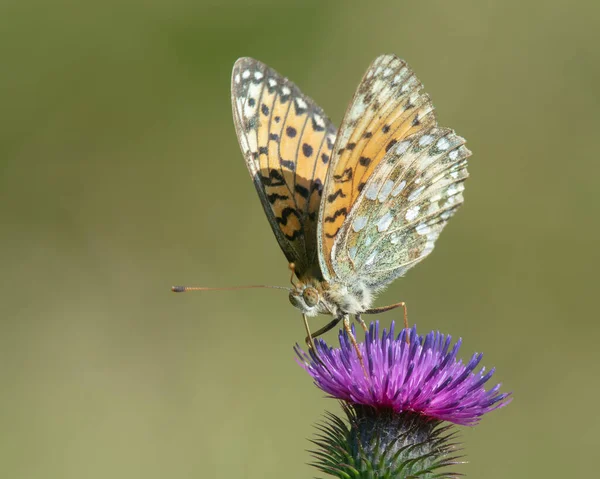 Koyu Yeşil Fritiller Argynnis Aglaja Devedikeni Nektarından Beslenir — Stok fotoğraf