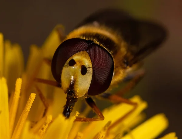 Selective Focus Shot Bee Collecting Nectar Yellow Flower — Stock Photo, Image