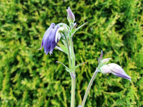 Ένα Κοντινό Πλάνο Των Κλειστών Μπουμπουκιών Λουλουδιών Moss Phlox Πράσινα — Φωτογραφία Αρχείου