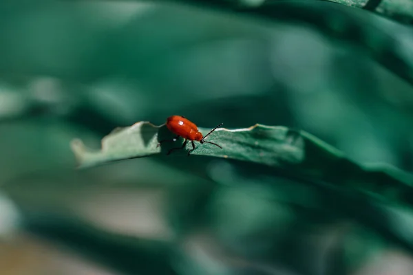 Primer Plano Escarabajo Rojo Sobre Una Hoja Verde Luz Del — Foto de Stock