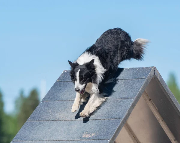 Ilborder Collie Scavalca Frame Sul Percorso Agilità Del Cane — Foto Stock