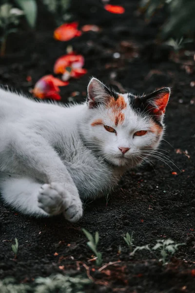 Вертикальный Снимок Свирепой Белой Кошки Оранжевыми Глазами Лежащей Земле — стоковое фото