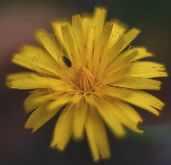 Mise Point Sélective Une Tête Pissenlit Jaune — Photo