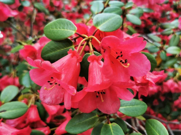 Close Lindas Flores Alstroemeriaceae — Fotografia de Stock