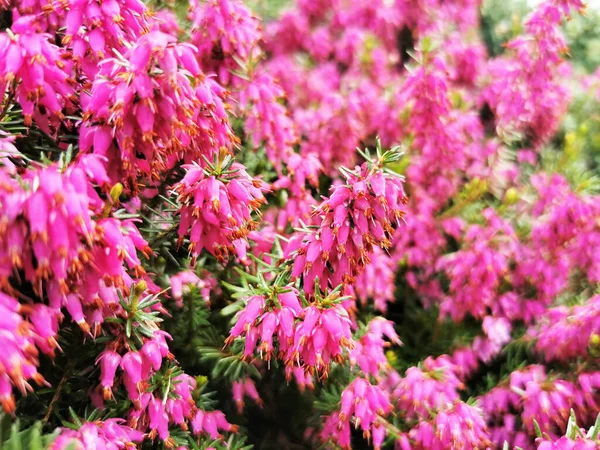 Botanik Bahçesindeki Güzel Çiçeklerin Yakın Plan Çekimi — Stok fotoğraf