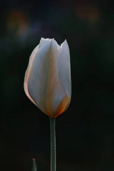 Eine Vertikale Aufnahme Der Weißen Tulpe Auf Dem Garten — Stockfoto