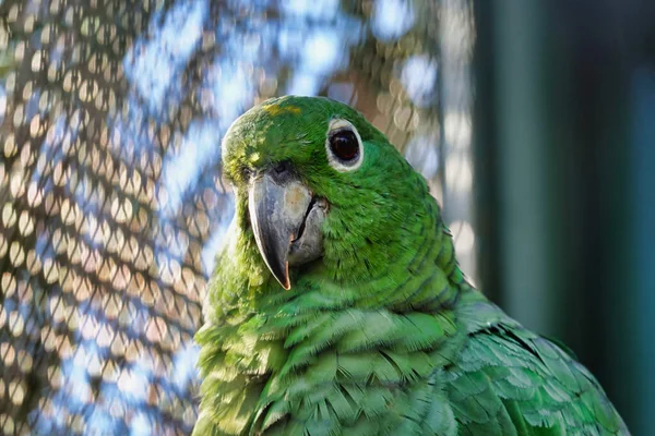 Een Close Shot Van Een Groene Amazone Papegaai Buurt Van — Stockfoto