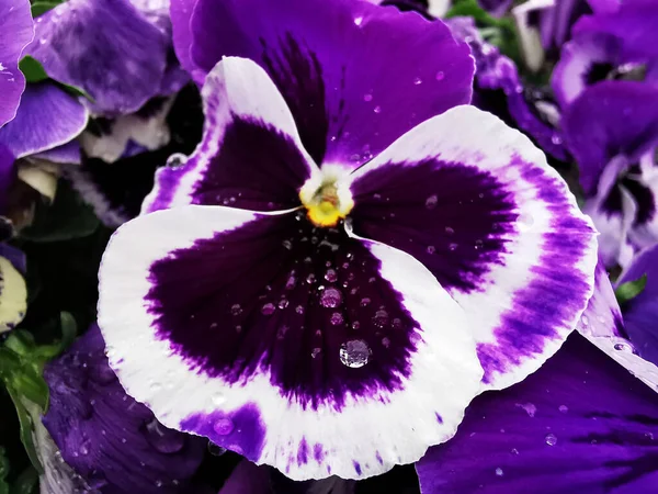 Closeup Shot Pansy Flowers — Stock Photo, Image