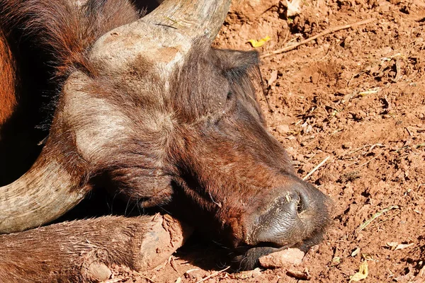 Iggbrun Asiatisk Buffel Som Ligger Och Vilar Sin Naturliga Miljö — Stockfoto