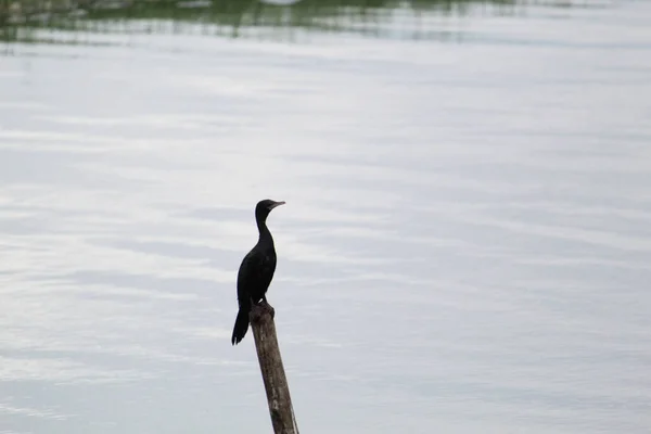 Vue Naturelle Cormoran Noir Perché Dans Bois Bord Lac — Photo
