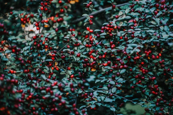 Eine Nahaufnahme Von Reifen Hartriegelbeeren Die Einem Sonnigen Tag Auf — Stockfoto