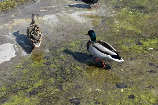 Gyönyörű Házi Kacsák Nedves Talajon — Stock Fotó