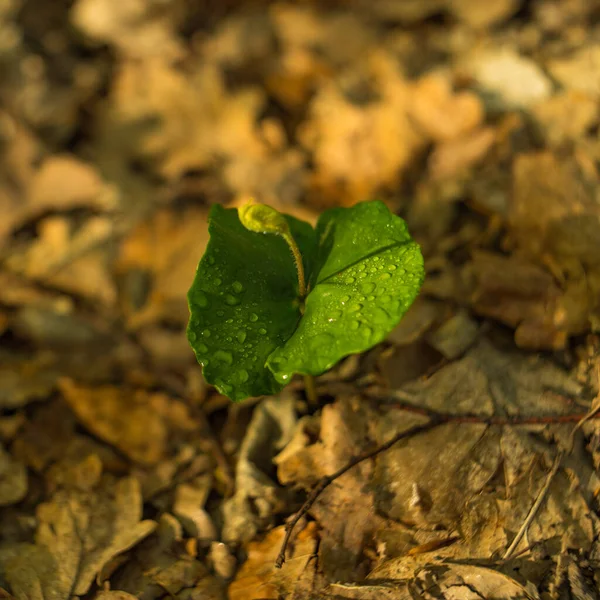 一株美丽的绿色植物的特写 上面有水滴 周围是干枯的叶子 — 图库照片