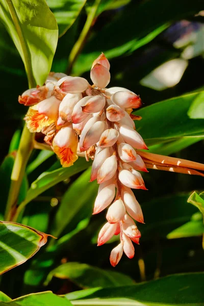 Primo Piano Bellissimi Fiori Alpinia Zerumbet Giardino — Foto Stock