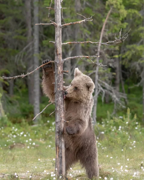 Medvěd Hnědý Ursus Arctos Stojící Olizující Strom Finské Bažině — Stock fotografie