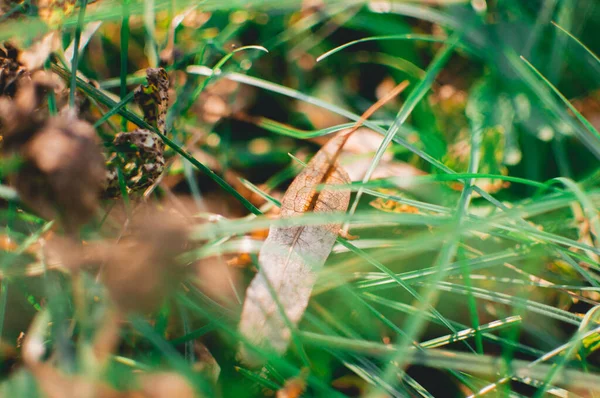 Nahaufnahme Einer Vogelfeder Auf Dem Gras — Stockfoto