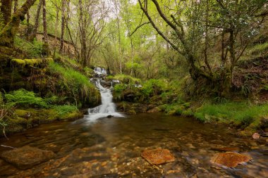 A small waterfall in a forest in the area of Galicia, Spain clipart