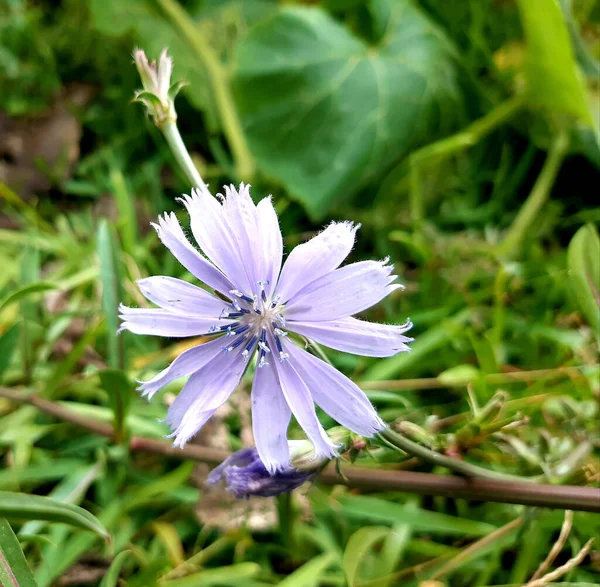 Zbliżenie Ujęcie Kwitnącej Cykorii Sałata Purpurowy Kwiat — Zdjęcie stockowe