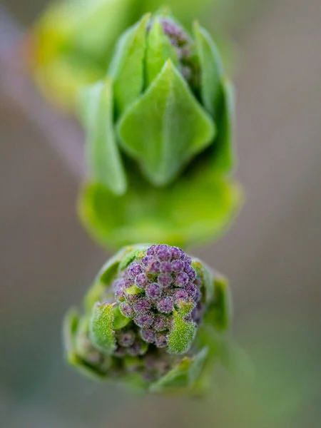 Plan Sélectif Une Plante Fleurs Violettes Aux Feuilles Vertes Poussant — Photo