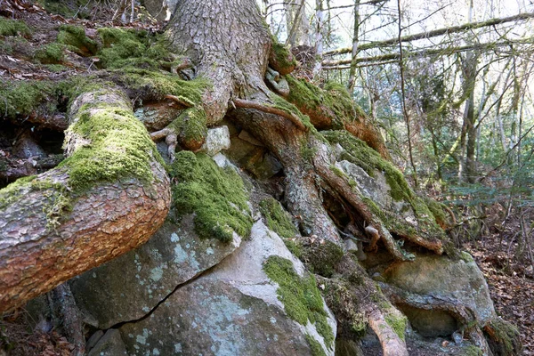 Raízes Crescidas Uma Árvore Coberta Musgo — Fotografia de Stock