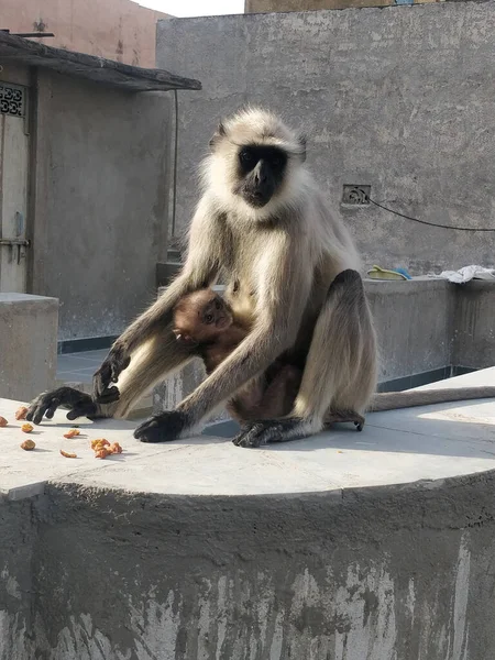 Eine Vertikale Aufnahme Einer Affenmutter Und Eines Affenbabys Zoo Von — Stockfoto