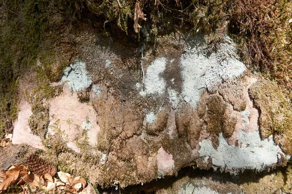 苔に覆われた岩の表面の閉鎖 — ストック写真