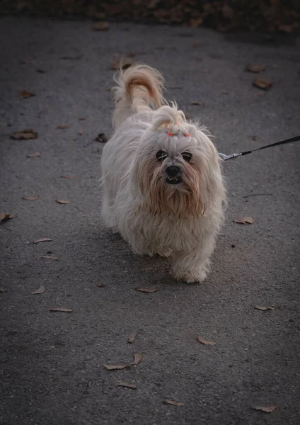 Egy Aranyos Yorkshire Terrier Fajta Kölyök Sétál Egy Őszi Parkban — Stock Fotó