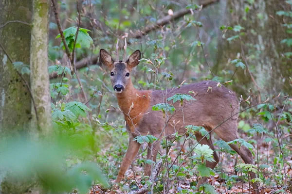 Ein Prächtiger Hirsch Der Sich Zwischen Bäumen Und Pflanzen Tarnt — Stockfoto