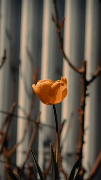 Vertical Shot Orange Tulip Blurred Fence — Stock Photo, Image