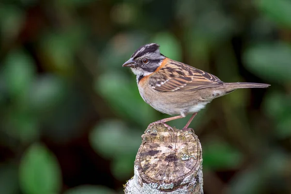 Bruant Collier Roux Zonoxoa Capensis Perché Sur Pieu Dans Champ — Photo