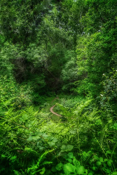 Uma Trilha Escondida Meio Árvores Verdes Exuberantes Misteriosa Floresta — Fotografia de Stock