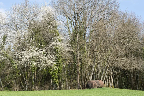 Vacker Utsikt Över Träden Täckt Med Blommor Och Blad Kulle — Stockfoto