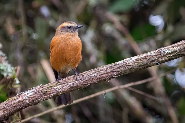 Schwarzrücken Chat Tyrann Ochthoeca Fumicolor Schaut Nach Rechts Während Sich — Stockfoto