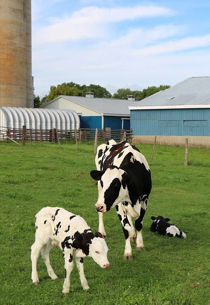 Pionowe Ujęcie Krowy Holstein Stojącej Pobliżu Cieląt Farmie — Zdjęcie stockowe