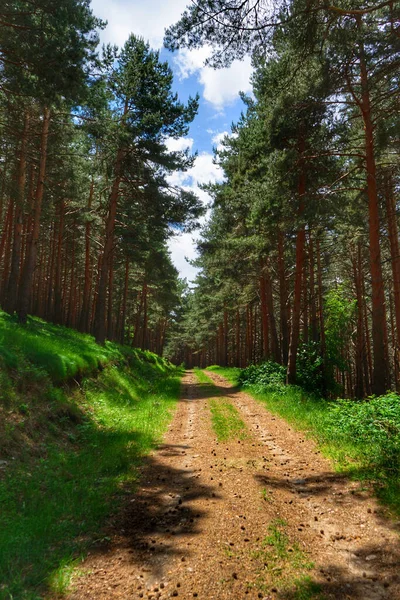 Droga Majestatycznymi Sosnami Obu Stronach Malowniczym Letnim Lesie Słoneczny Dzień — Zdjęcie stockowe